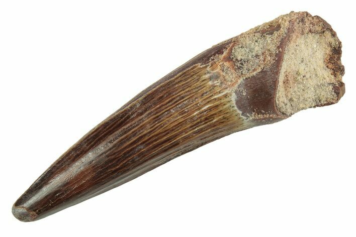Fossil Spinosaurus Tooth - Stunning Preservation #214375